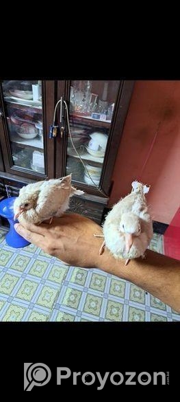 অষ্ট্রেলিয়ান ঘুঘু পাখি