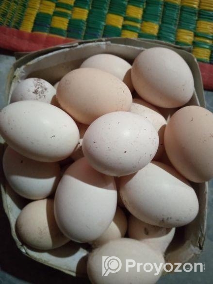 ফাওমি মুরগির বীজ ডিম সেল হবে
