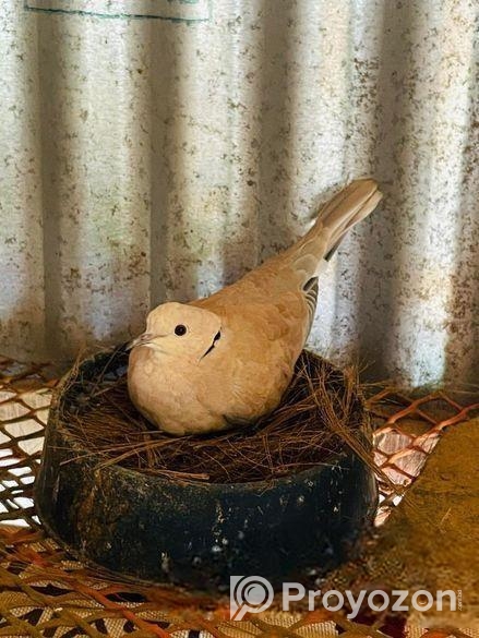 অস্ট্রেলিয়ান ঘুঘু