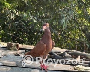 fitted-30_2025-12-17_10-07-42