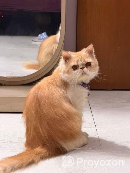 Pure Persiyan Exotic Male Cat