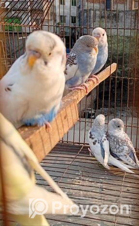 বাজরিগার পাখি Bajrikar Bird