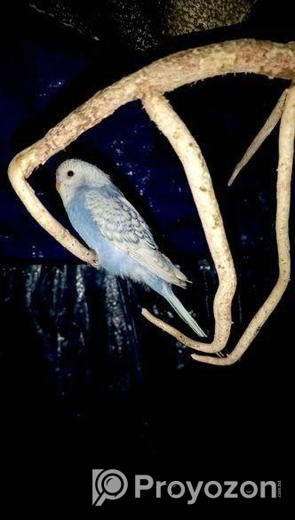 বাজরিগার পাখি