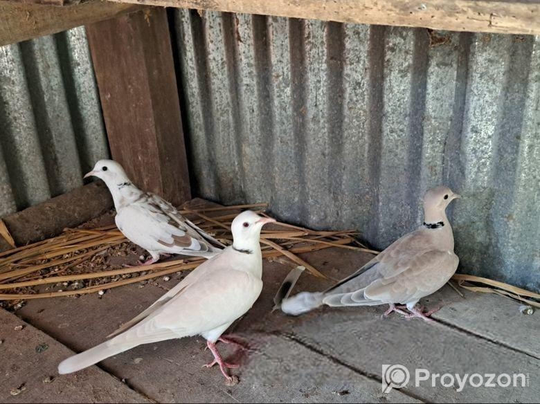 অষ্ট্রেলিয়ান ঘুঘু পাখি