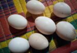 ফাওমি মুরগির বীজ ডিম সেল হবে