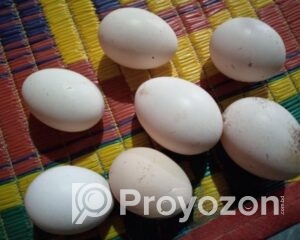 fitted-31_2025-12-07_10-29-00