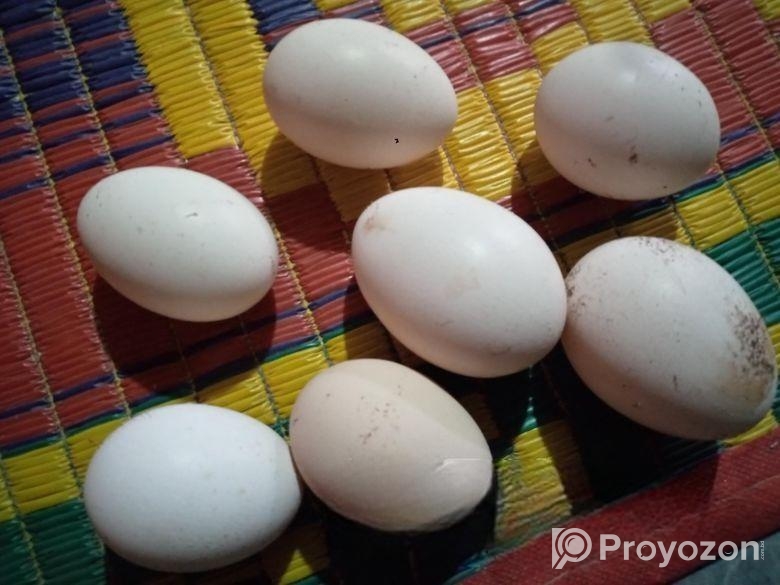 ফাওমি মুরগির বীজ ডিম সেল হবে