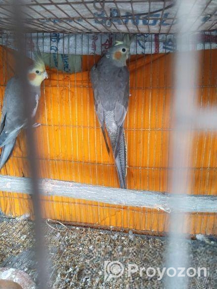 কোকাটেল পাখি