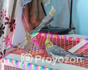 fitted-31_2025-12-18_10-15-59