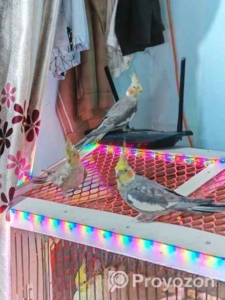 ককাটেল পাখি