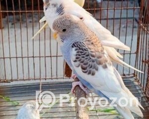 fitted-31_2025-12-18_10-21-30