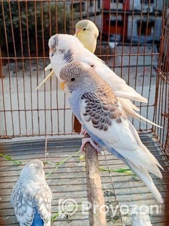 বাজরিগার পাখি Bajrikar Bird