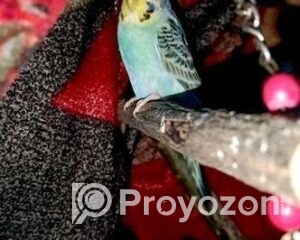 fitted-31_2025-12-24_11-21-53