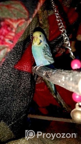 বাজরিগার পাখি