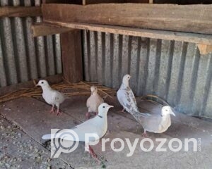 fitted-32_2025-12-01_09-43-24