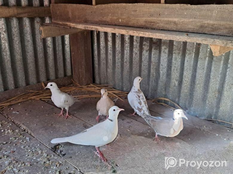 অষ্ট্রেলিয়ান ঘুঘু পাখি