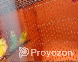 fitted-32_2025-12-01_10-43-20