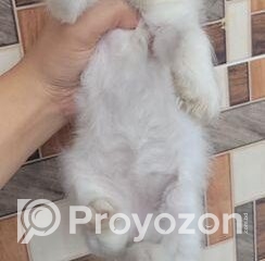 fitted-32_2025-12-08_10-14-29