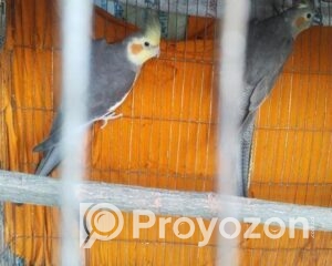 fitted-32_2025-12-09_10-43-03