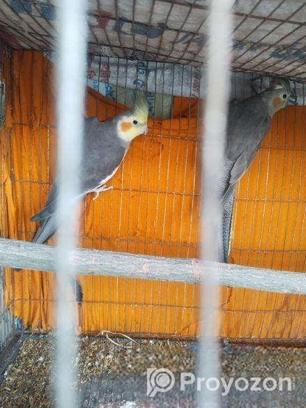 কোকাটেল পাখি