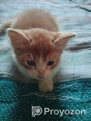 পার্শিয়ান মিক্স বিট ক্যাট