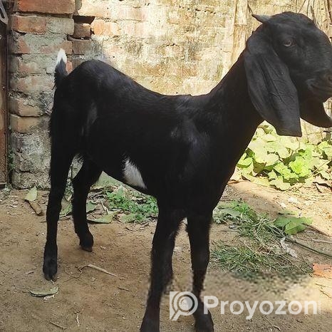 গাভিন ছাগল