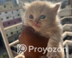 fitted-32_2025-12-18_10-16-48