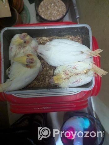 টেম সাইজ কোকাটেল পাখির বাচ্ছা বিক্রি হবে