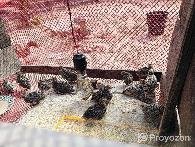 কোয়েল পাখি