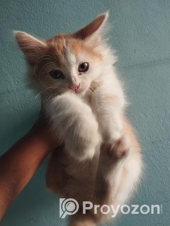 পার্শিয়ান মিক্স বিট ক্যাট