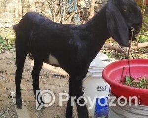 fitted-33_2025-12-17_10-10-27