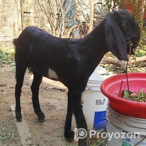 গাভিন ছাগল