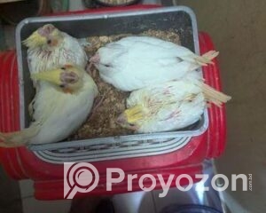 fitted-33_2025-12-18_10-23-53