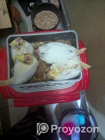 টেম সাইজ কোকাটেল পাখির বাচ্ছা বিক্রি হবে