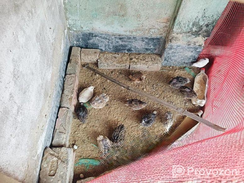 কোয়েল পাখি