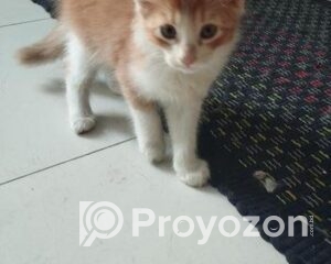 fitted-34_2025-12-11_10-28-58