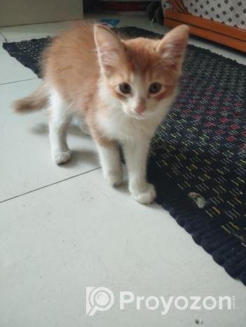 পার্শিয়ান মিক্স বিট ক্যাট