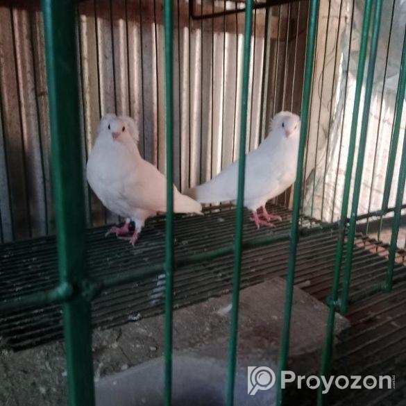 সাদা বোম্বাই কবুতর