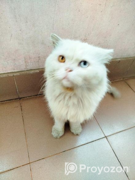 অরজিনাল পারসিয়ান