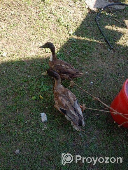 রানিং ডিম পাড়া দেশি পাতি হাঁস