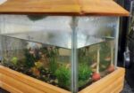মিনি একুরিয়াম