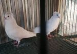 সাদা বোম্বাই কবুতর