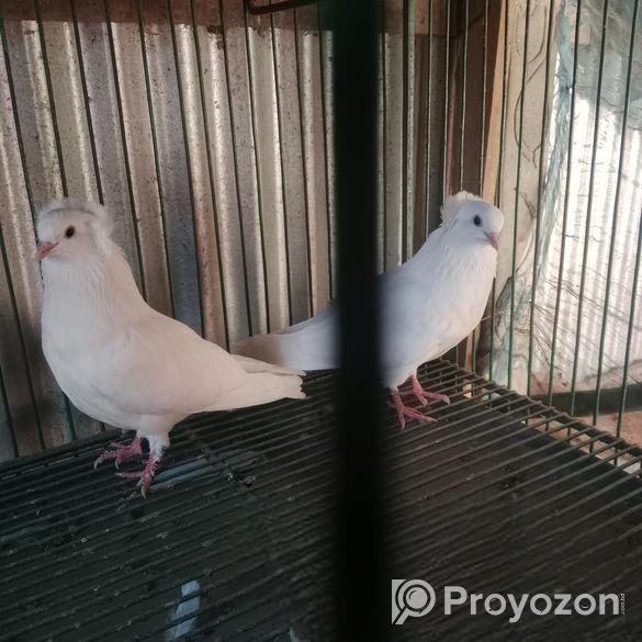 সাদা বোম্বাই কবুতর