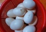 দেশি মুরগির ডিম