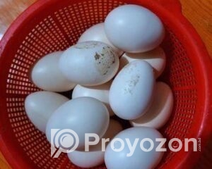 fitted-35_2025-12-17_10-19-43