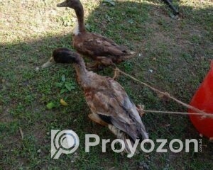 fitted-35_2025-12-22_10-56-03