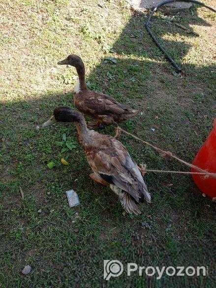 রানিং ডিম পাড়া দেশি পাতি হাঁস