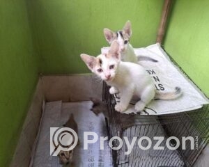 fitted-36_2025-12-18_10-26-08