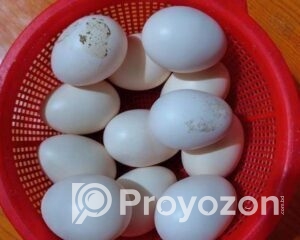 fitted-36_2025-12-18_10-31-55