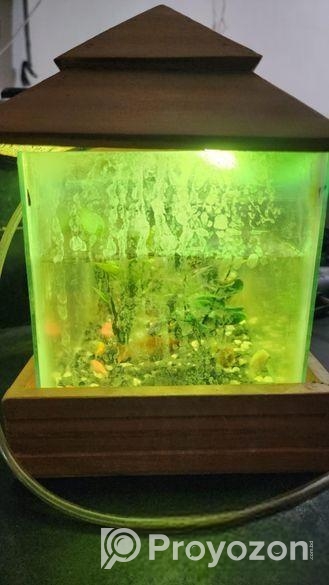 মিনি একুরিয়াম